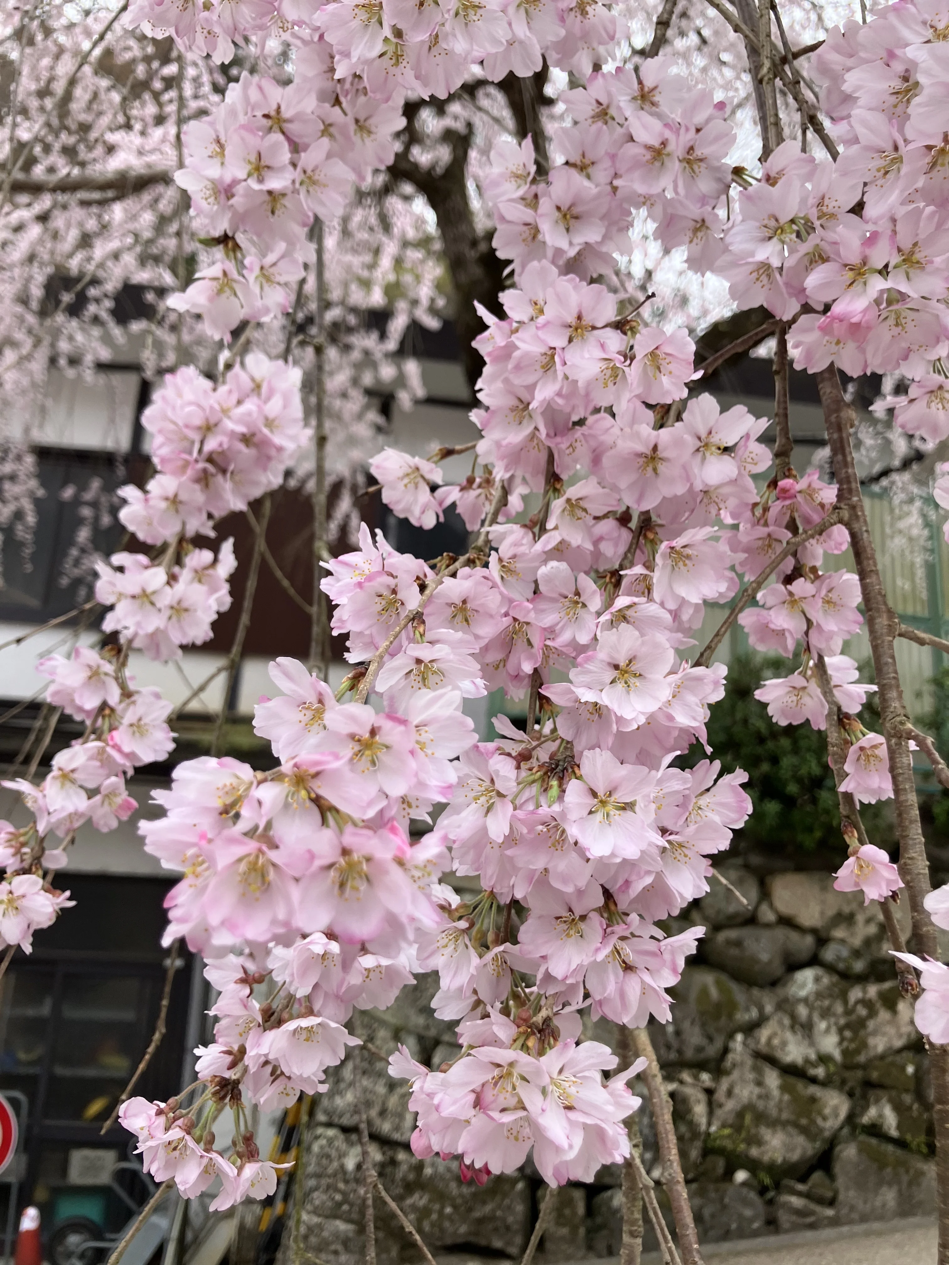 桜の長谷寺へ。奈良の旅