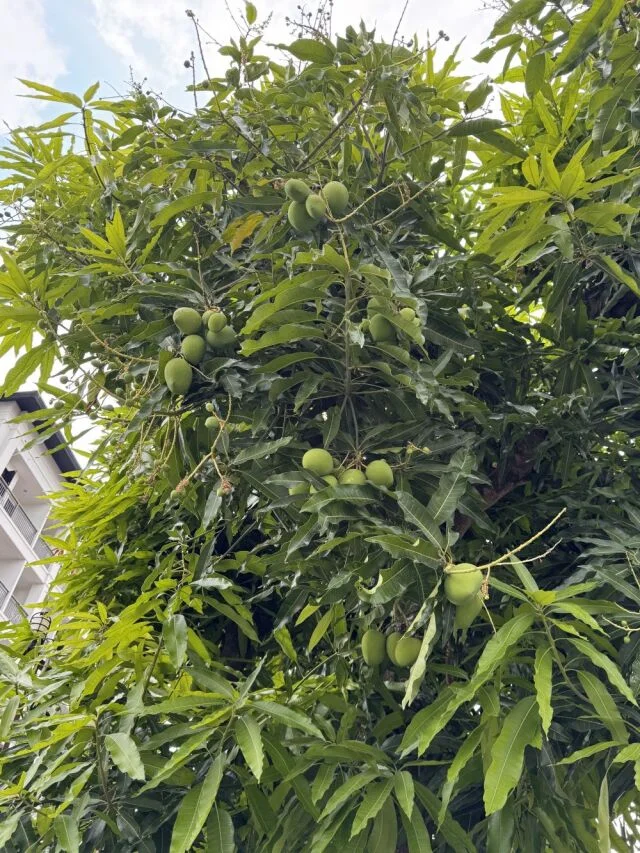 40代の初チェンマイ２日間ひとり旅｜旧市街観光＆ご当地グルメ三昧の【前編】_1_34