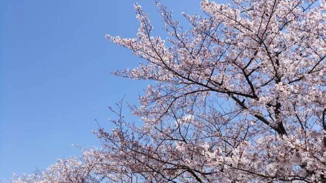 桜の綺麗なこの季節は_1_1