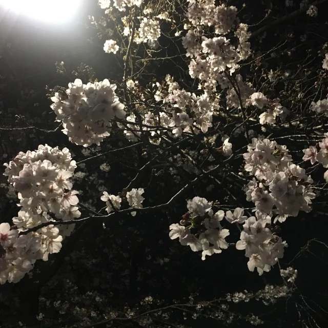 中目黒の夜桜