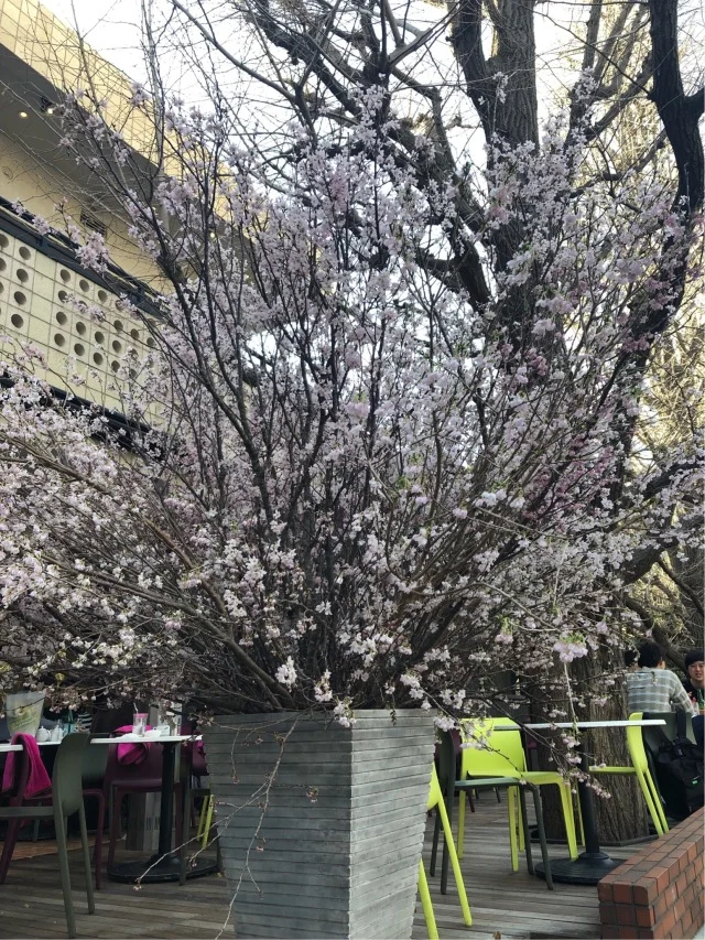 KIHACHI青山本店で桜ランチ_1_3