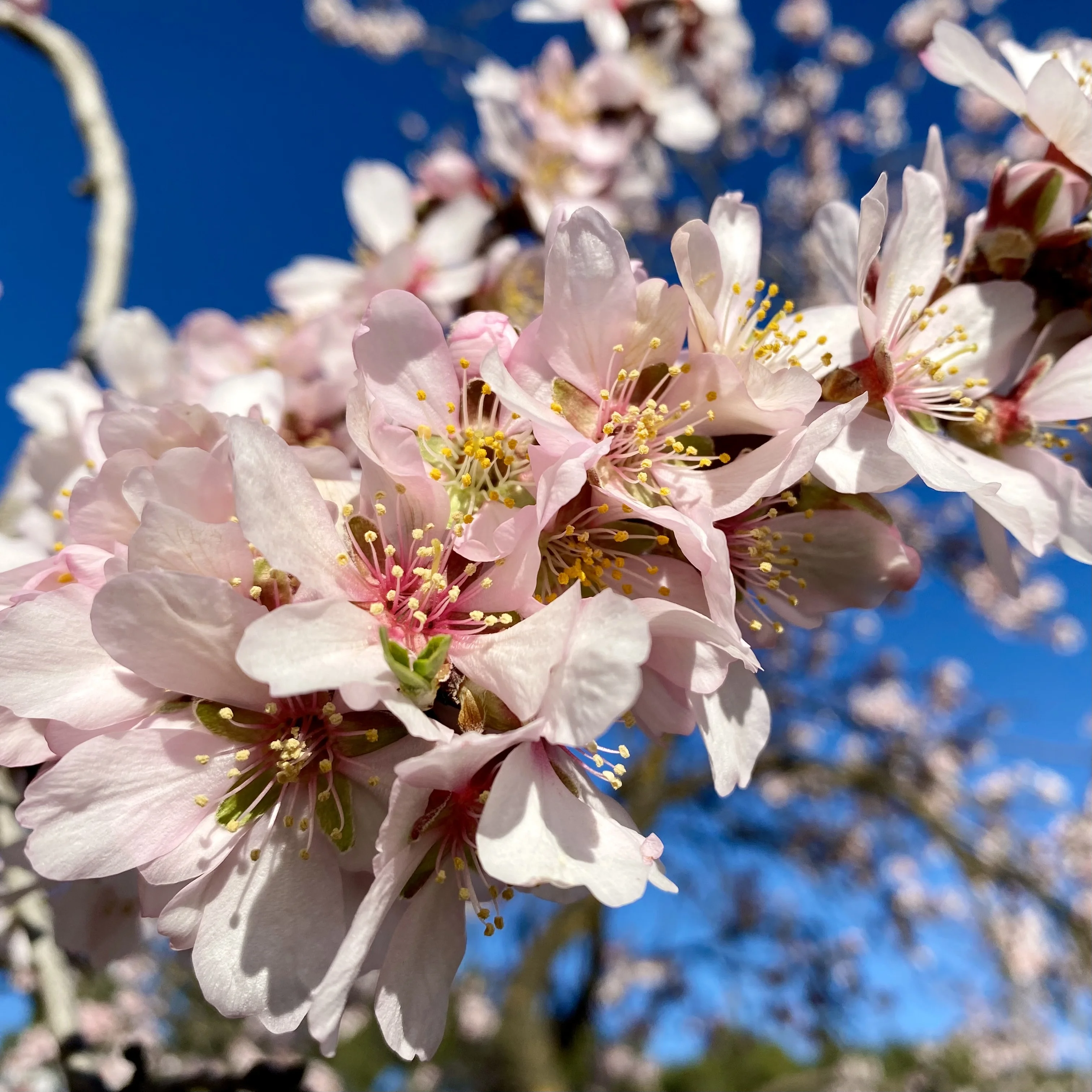 【春到来】ひと足先にマドリードでお花見