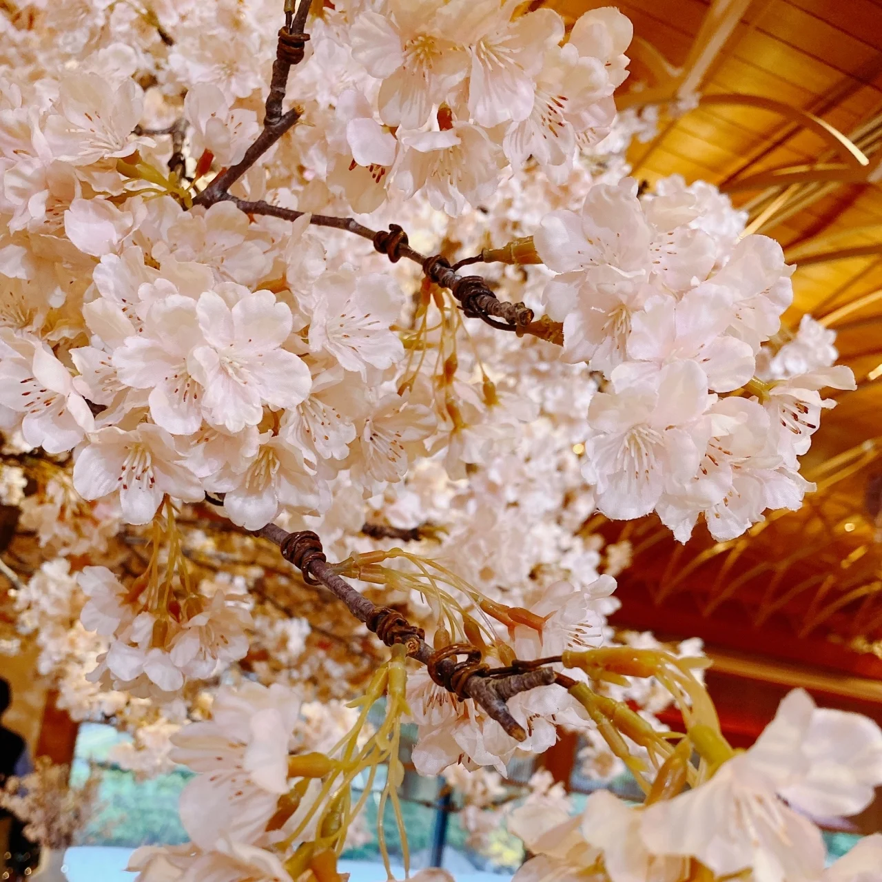 清く澄んだ桜の香り。SABONの「サクラ・ブルーム コレクション」でボディも春支度【マーヴェラス原田の40代本気美容 #670】 _1_5