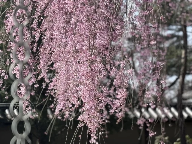 春の京都ひとり旅。満開の枝垂れ桜と村上隆、コスチュームジュエリー展。_1_2