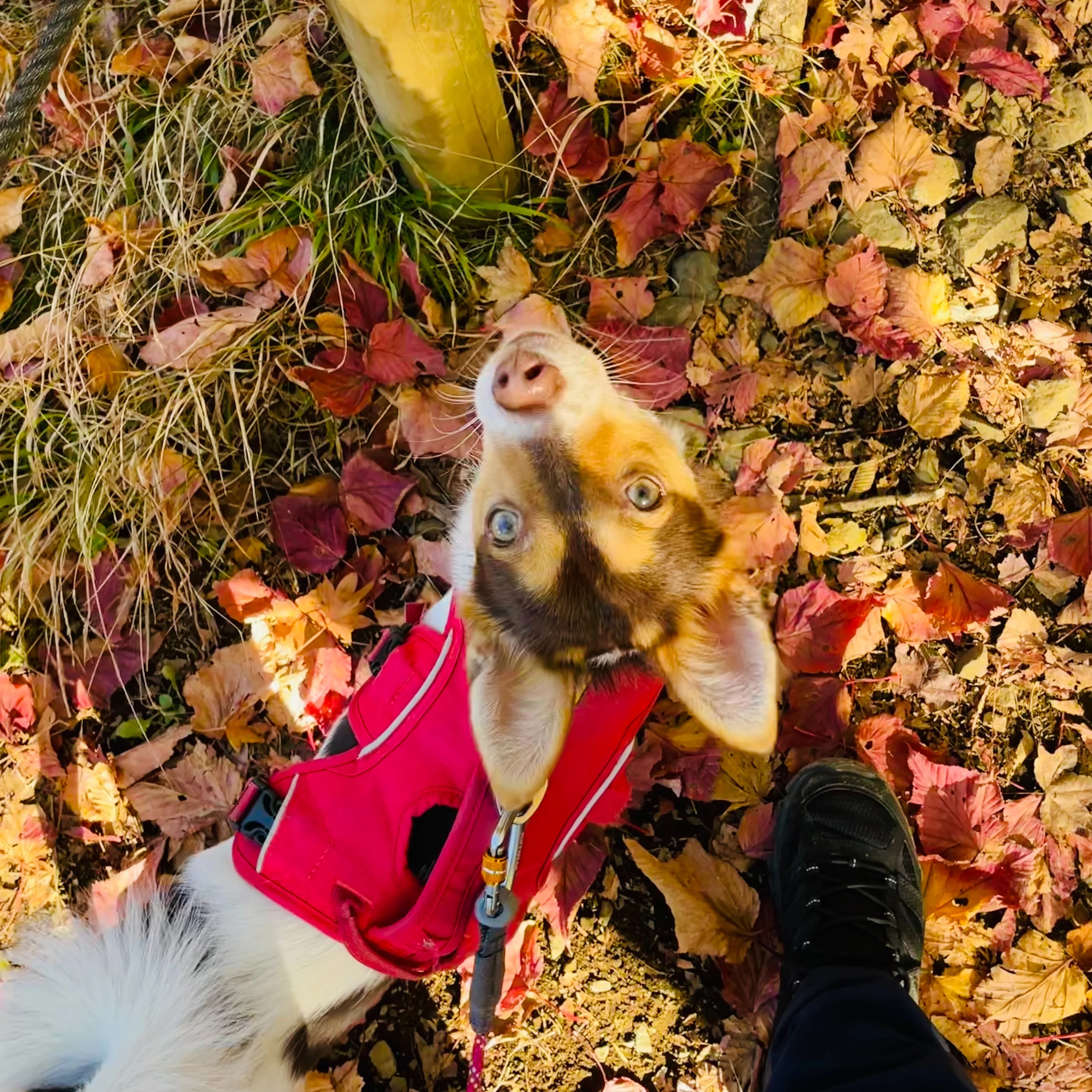 【犬とおでかけ】今が見ごろ！紅葉と富士山を堪能できるトレッキングへ