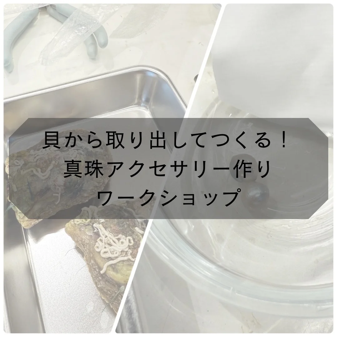 貝から取り出してつくる！真珠アクセサリーづくりワークショップ