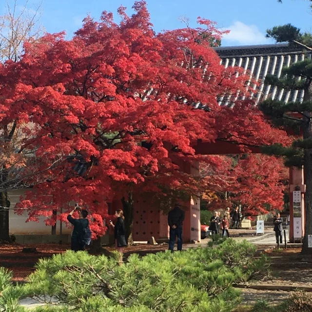 京都で思いがけず紅葉を満喫！_1_1