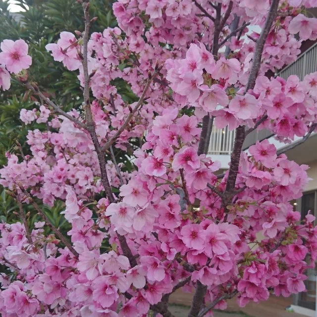 保育園の小さな桜の木_1_2