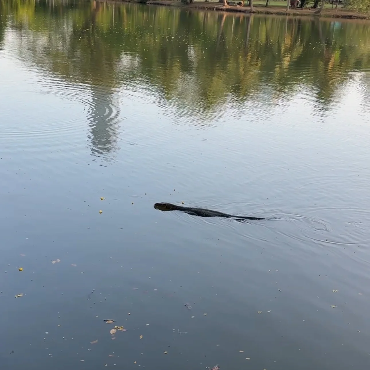 【実録バンコク】ルンピニー公園で巨大トカゲと遭遇してきた。