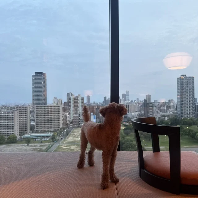 パティーナ大阪で愛犬とホテルステイⅡ 　～モーニング編～_1_1-1