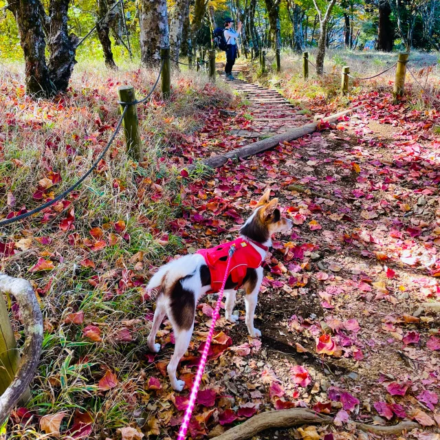 【犬とおでかけ】今が見ごろ！紅葉と富士山を堪能できるトレッキングへ_1_8-2