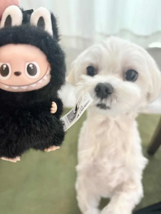【追加ラブブ（LABUBU）】「POP NOW」でPIN FOR LOVEシリーズGET_1_12-2