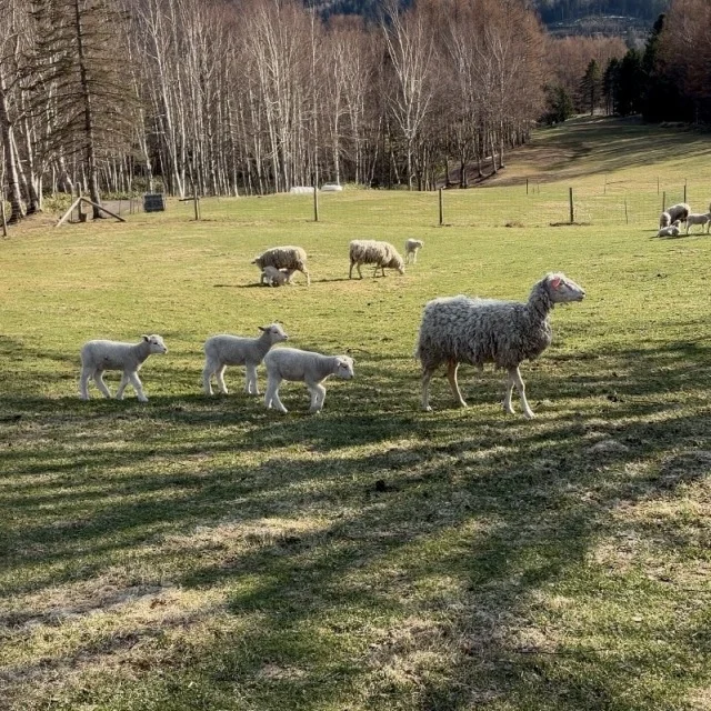 北海道の大自然を全部味わえる“星野リゾート トマム”_1_13