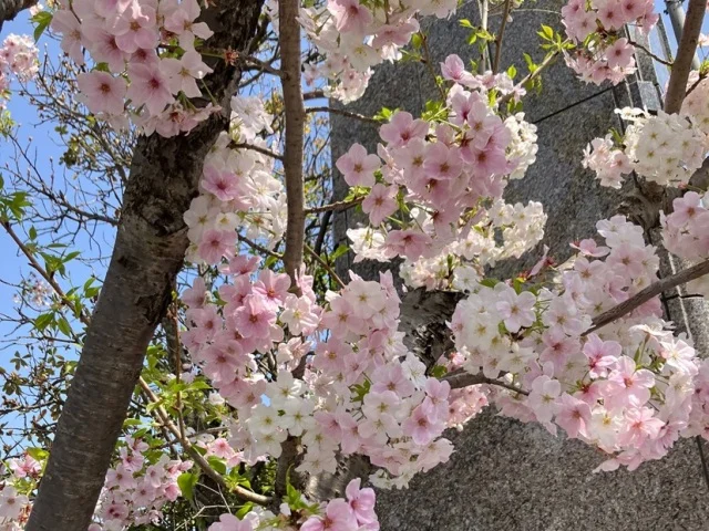 【卒入学式コーデ】買い足さない選択で迎えたハレの日！黒オールインワンを着回し_1_9