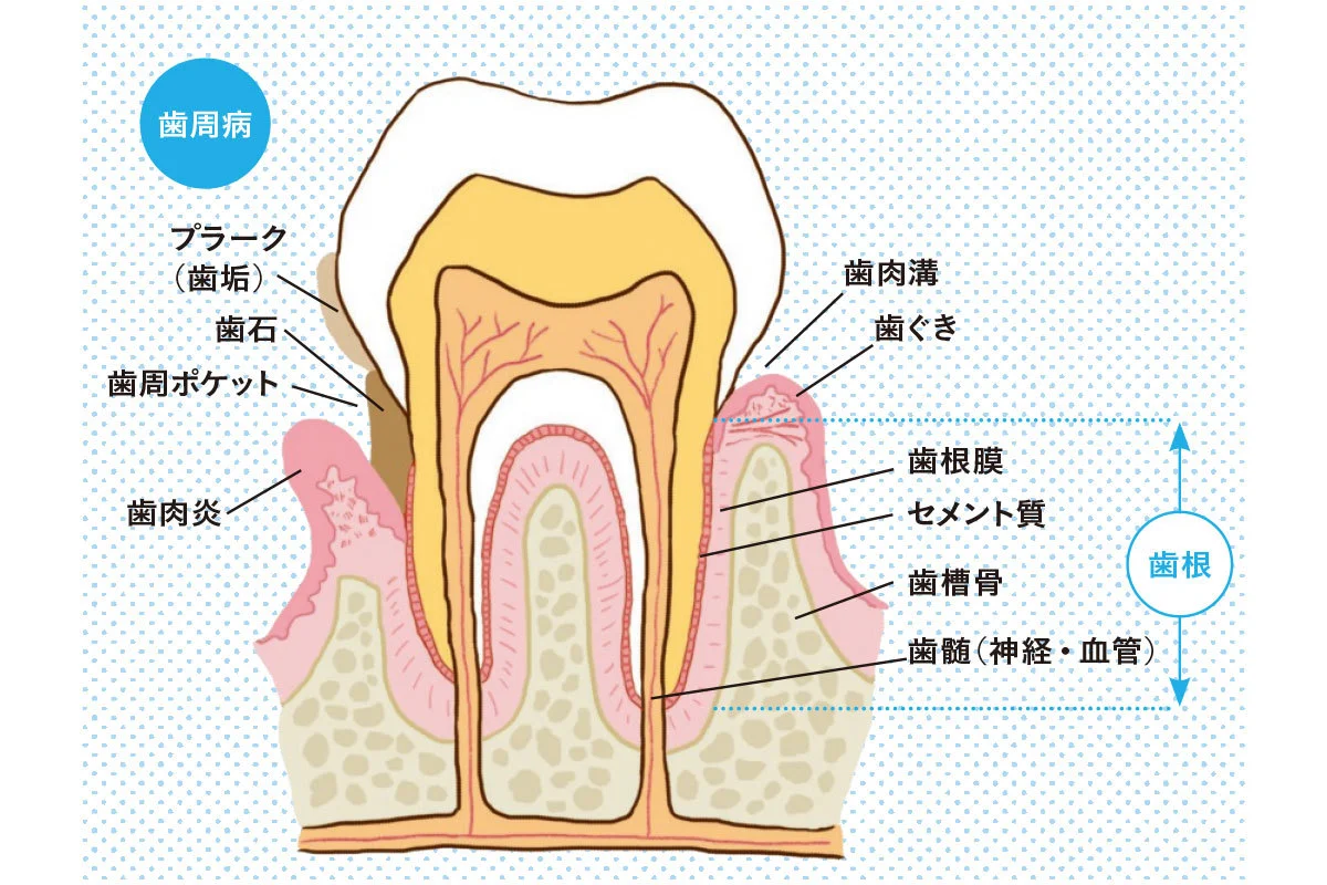 歯と歯茎