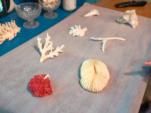 アヤナコモドワエチチュビーチ 珊瑚の養殖体験