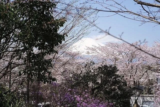 時之栖　御殿場　富士山　桜