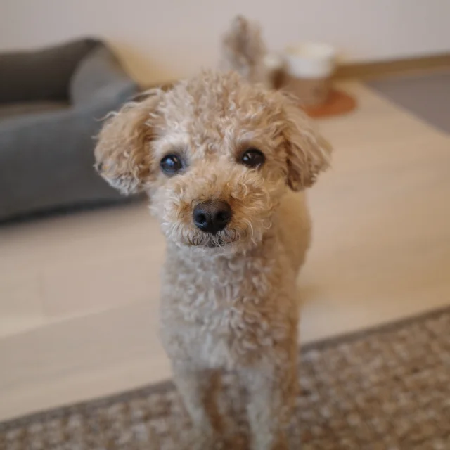 パティーナ大阪で愛犬とホテルステイⅡ 　～モーニング編～_1_1-2