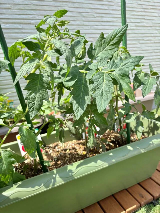 新たな趣味！屋上家庭菜園とUV対策事情_1_4-1