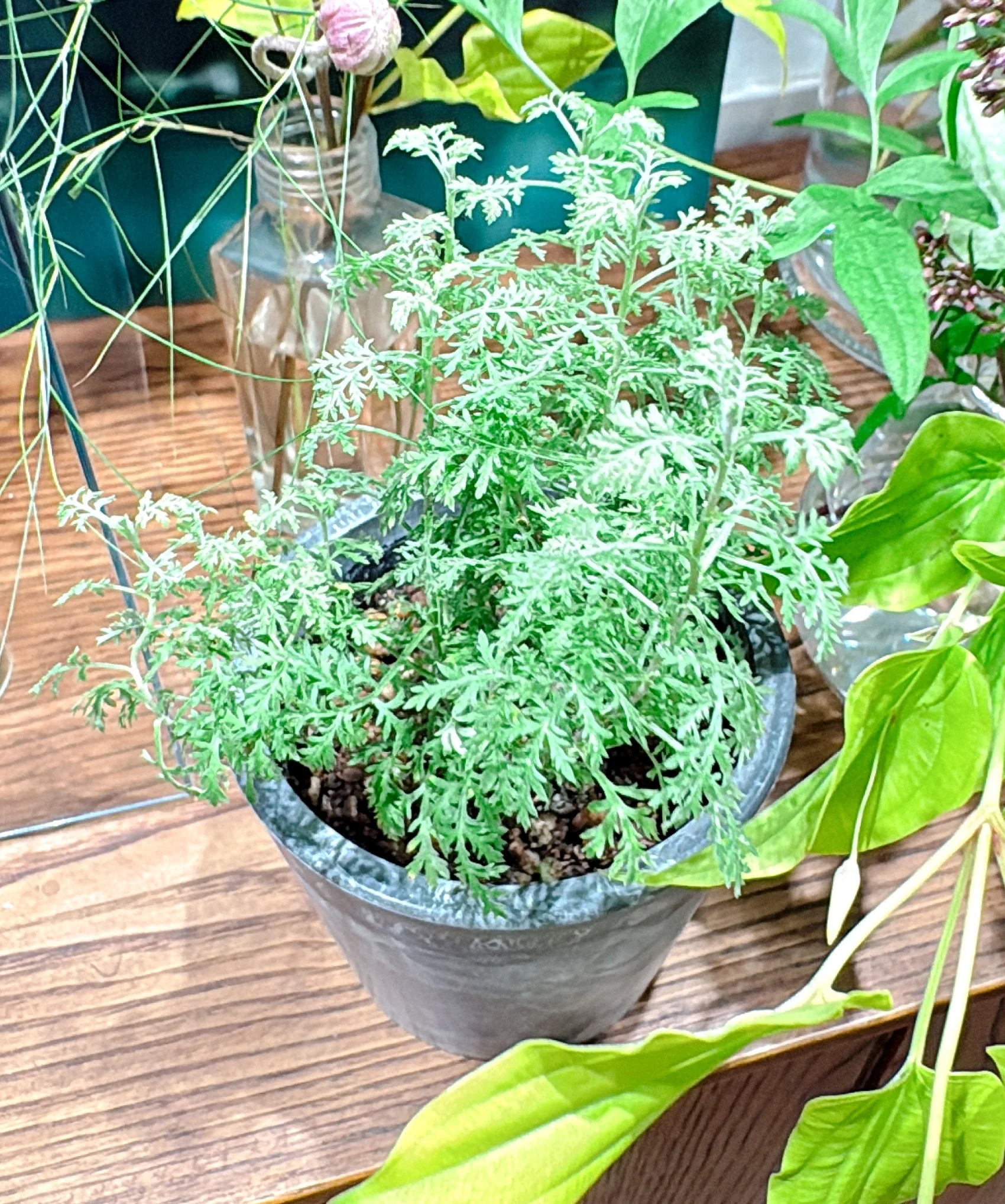 2025 秋冬　新作コスメ　エイジソリューションクリームに配合されている植物　ニガヨモギ　和漢コンプレックスを構成する植物のひとつです。  肌のコンディションを整えてくれるといわれ、たしか、抗糖化作用が期待できるというデータを見た記憶も……。大人の肌に、うれしい手ごたえをもたらしてくれるハーブです。アムリターラでは、自家農園で栽培したニガヨモギを使用