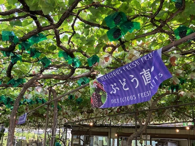 【山梨・日帰り旅行】食欲の秋を満たす”ぶどう園＆ワイナリー”巡りの1日_1_1