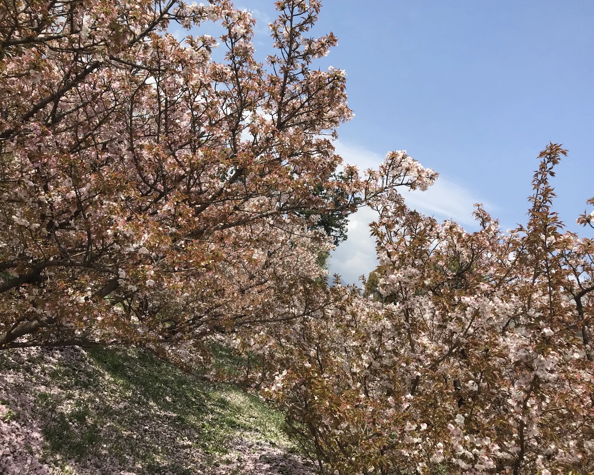 京都 仁和寺。低気温な日のお花見はパーカーが大活躍！_1_4