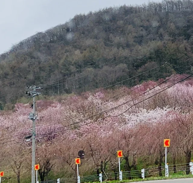 福島県でおすすめの『桜の名所』①_1_4