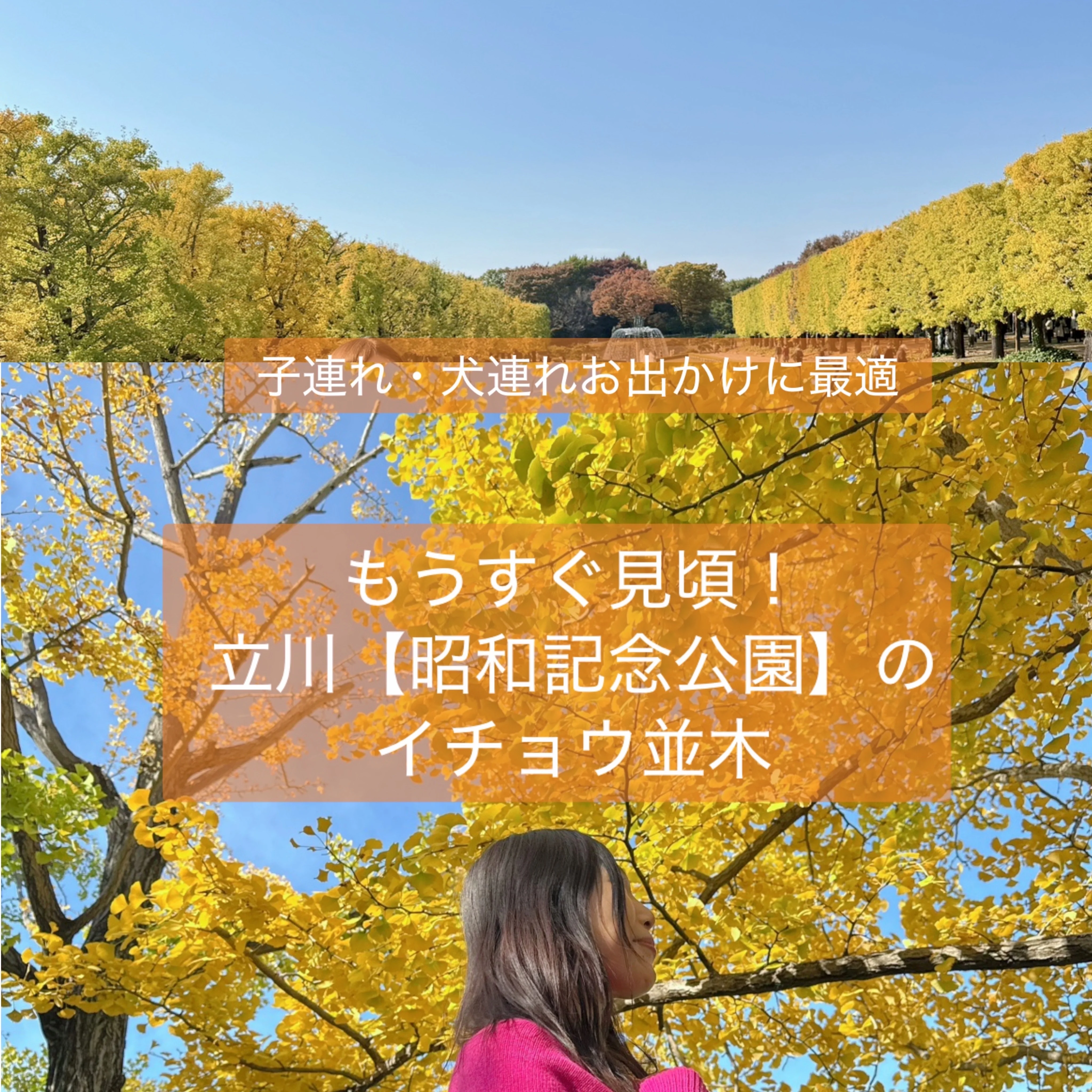 もうすぐ見頃！立川【昭和記念公園】のイチョウ並木