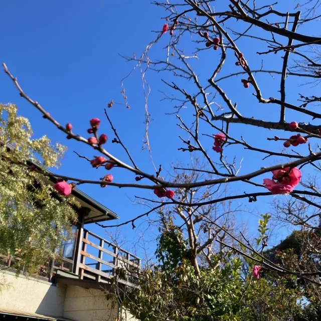 【鎌倉グルメ】緑に囲まれた隠れ家『茶房 空花(そらはな)』の身体整うヘルシー和御膳_1_3-1