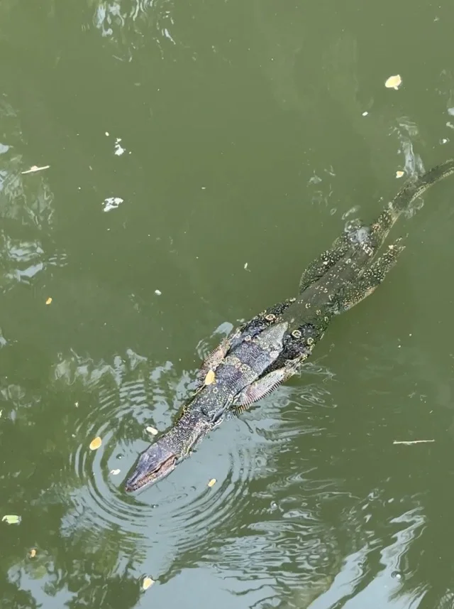 バンコク　ルンピニー公園
