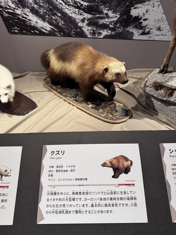 氷河期展