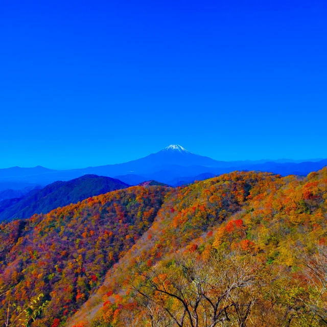 【犬とおでかけ】今が見ごろ！紅葉と富士山を堪能できるトレッキングへ_1_6