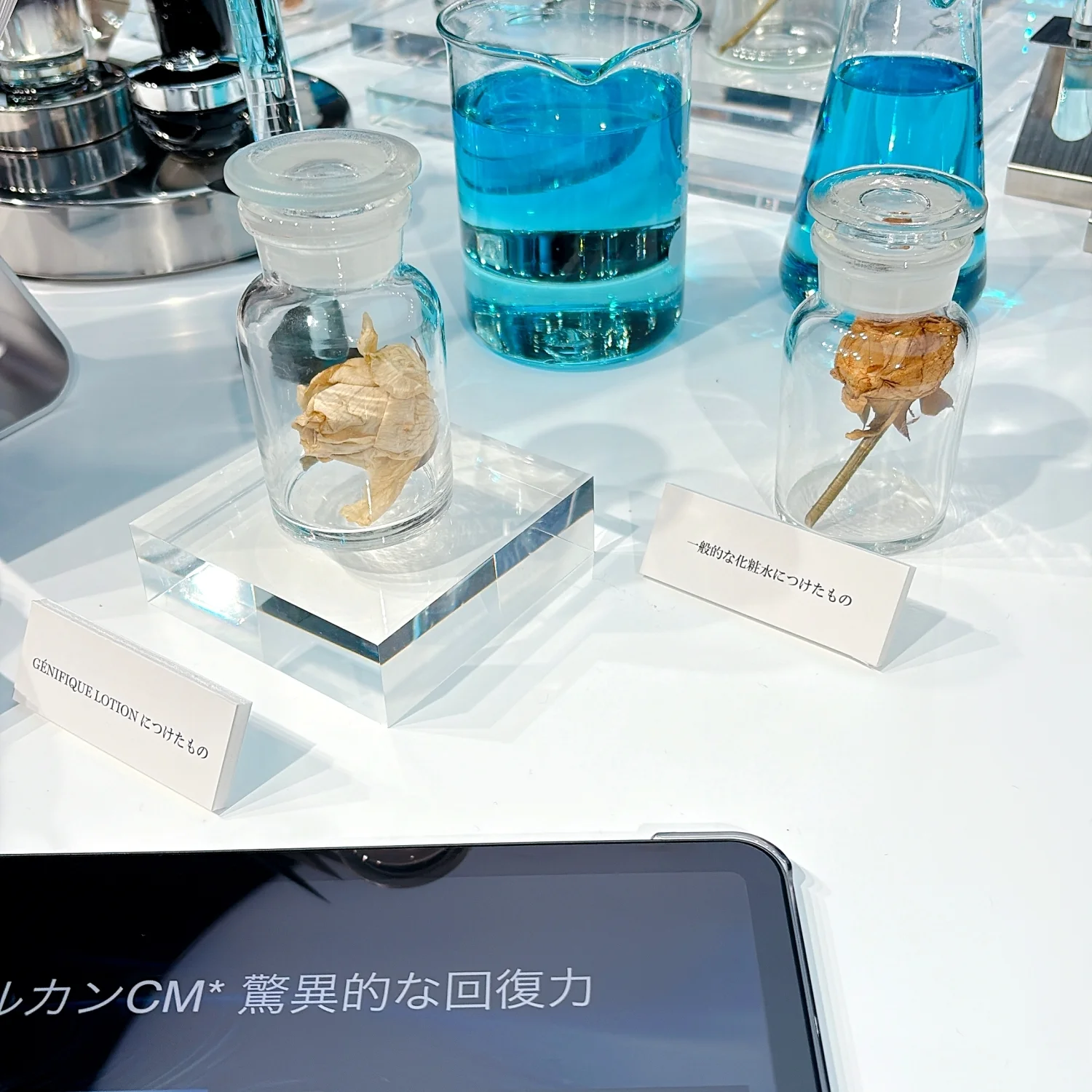 2025 秋　新作コスメ　 エイジングケア　化粧水　おすすめ　ランコム　発表会　発表会で展示されていたバラの標本。手前が新作ローションにつけたバラ、奥が一般的な化粧水につけたものだそう。色の変化といい、花びらの質感といい、酸化具合と乾燥度の差は一目瞭然
