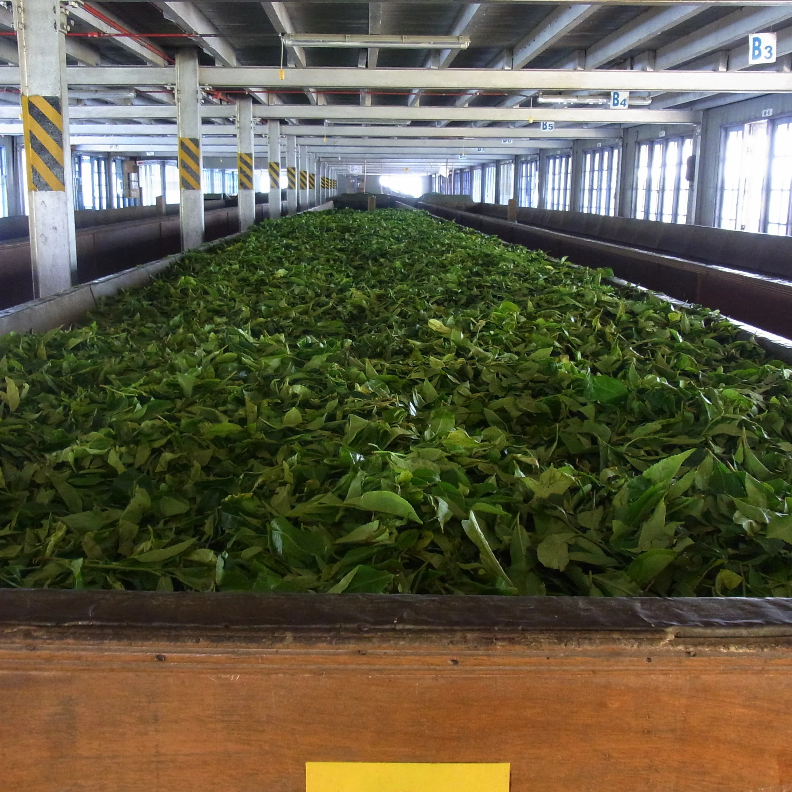 紅茶畑と工場＠スリランカ_1_4