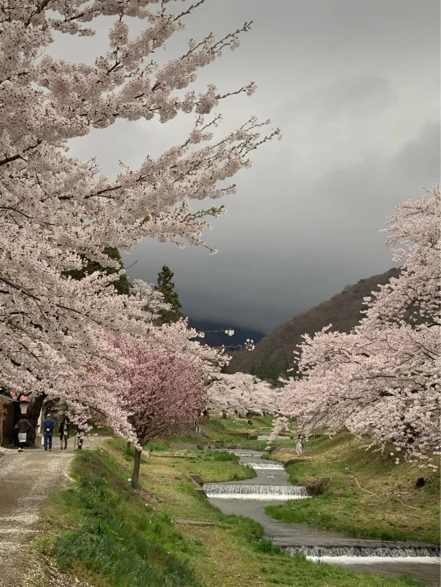 福島県でおすすめの『桜の名所』②_1_2