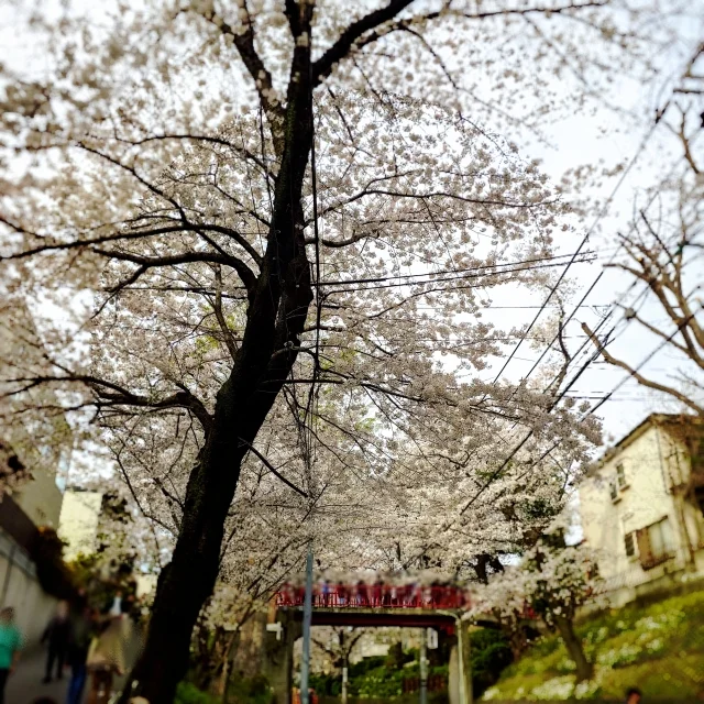 東京は桜が満開です♡_1_9