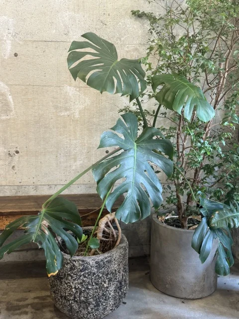 店内にはグリーンが