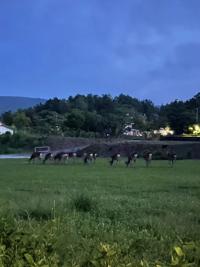 自然の絶景に心洗われる週末!山中湖リトリート!_1_13