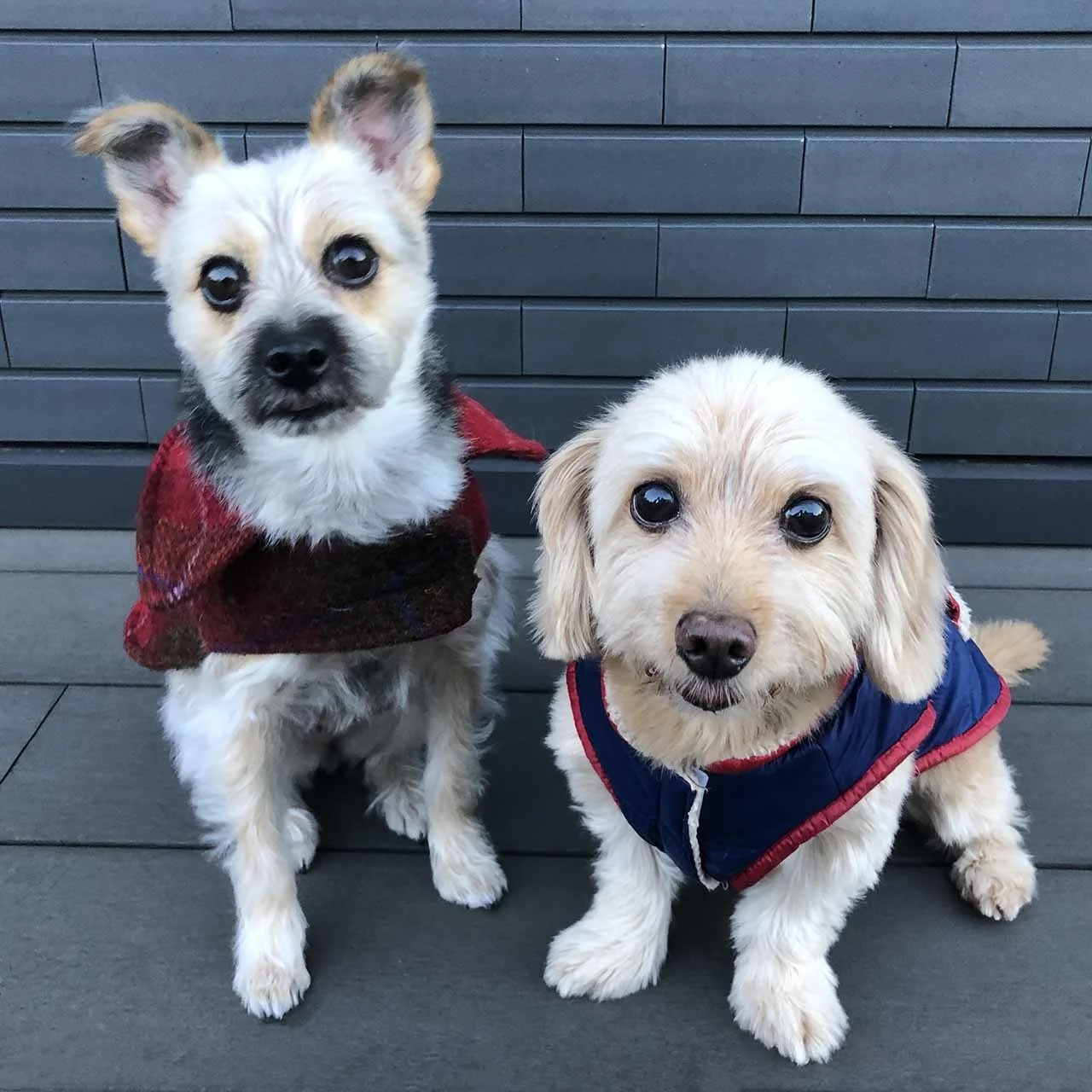 冬服を着た保護犬のポールとケイト