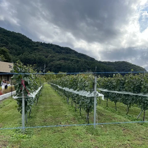 大人女子の山梨旅①大人に人気の旅の駅で美味しく楽しいひととき_1_9