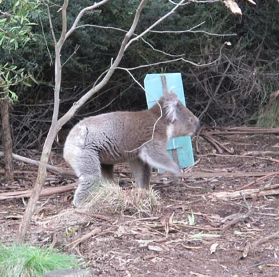 動物放し飼いの自然公園　Cleland Wildlife Park