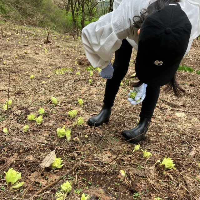 【GW家族旅行】１泊２日で地元・新潟県長岡市へ帰省して「山菜採り」と「地元グルメ」を満喫してきました！_1_5-1