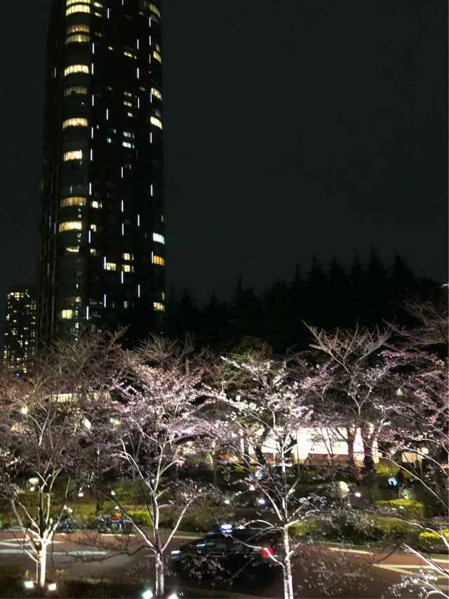 桜を見ながら birthday party♡_1_1