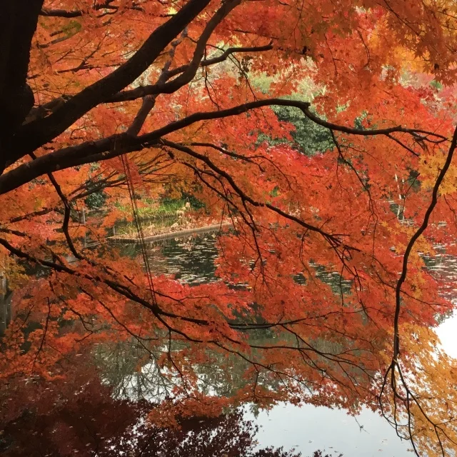 京都で思いがけず紅葉を満喫！_1_3