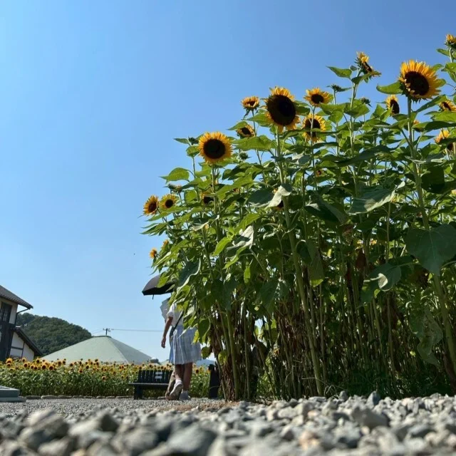 映画村(ひまわり)