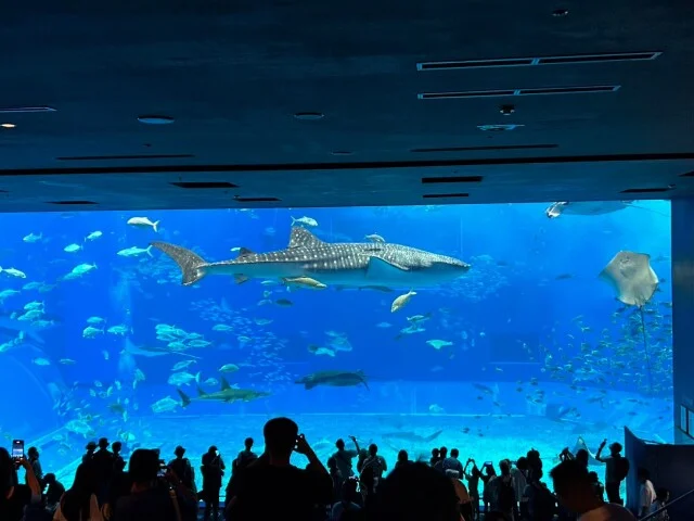 美ら海水族館