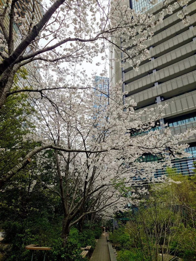 東京は桜が満開です♡_1_5-1