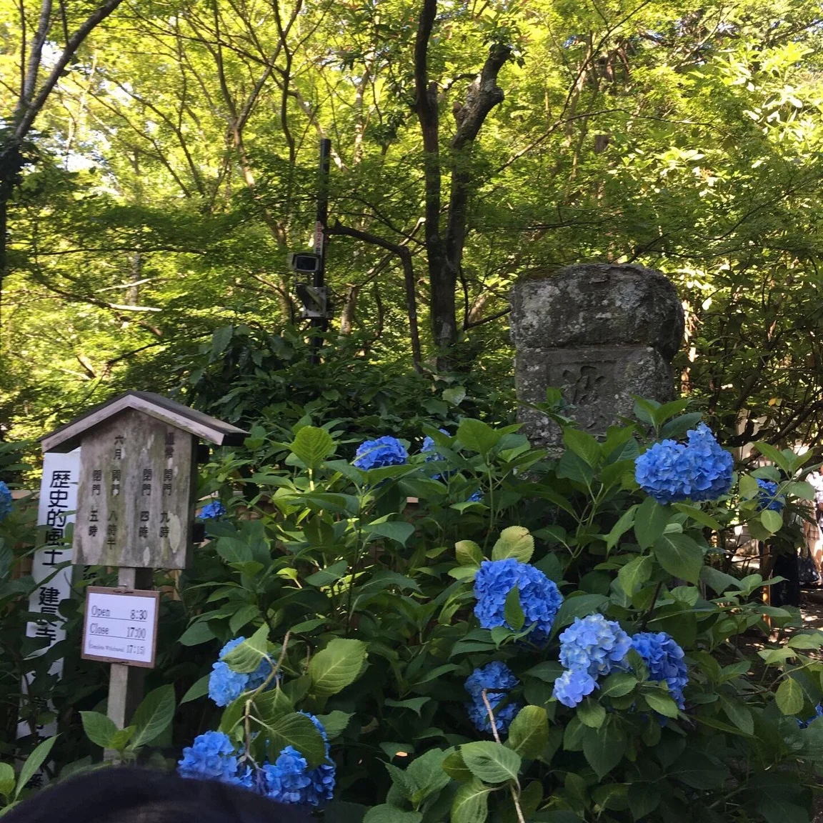 雨の季節のお楽しみ