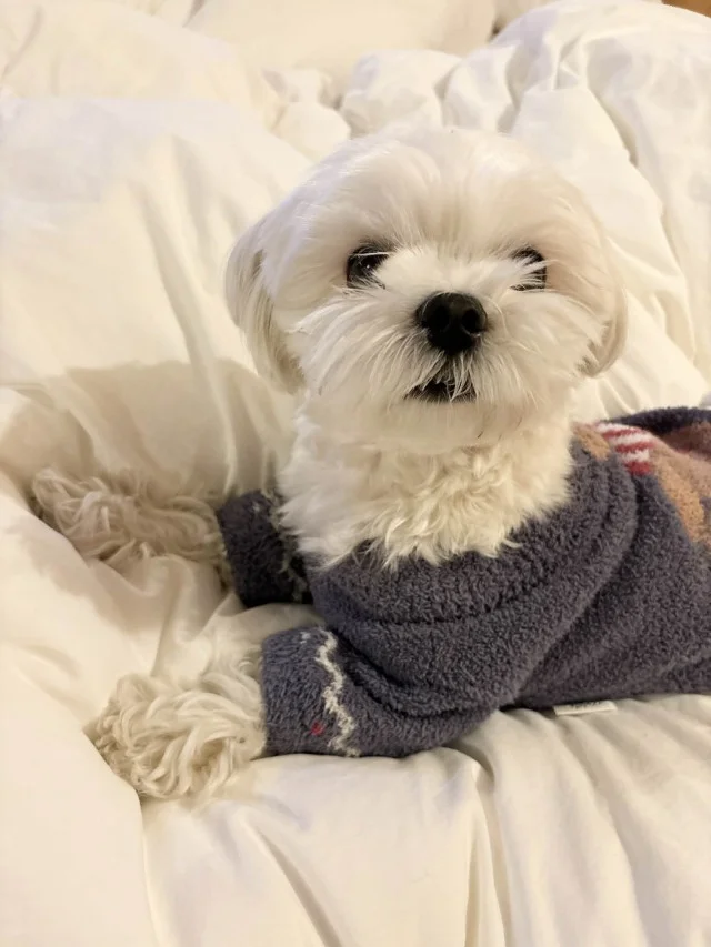 シェア別荘【SANU 2nd Home】お誕生日＆結婚記念日旅行記_1_7-2