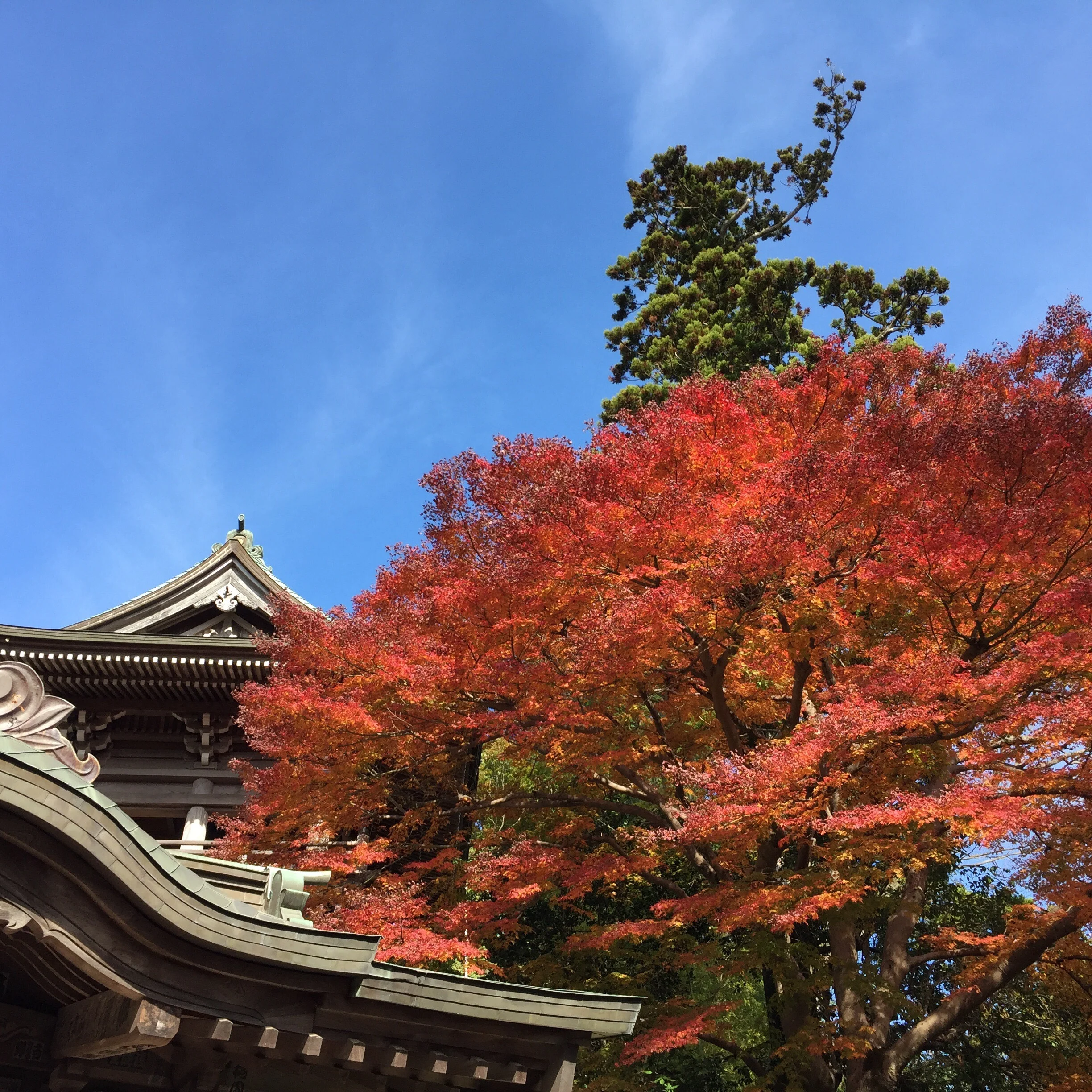高尾山、紅葉真っ盛り！見頃ですよー。_1_2